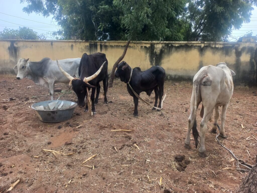 Recovers Rustled Cattle